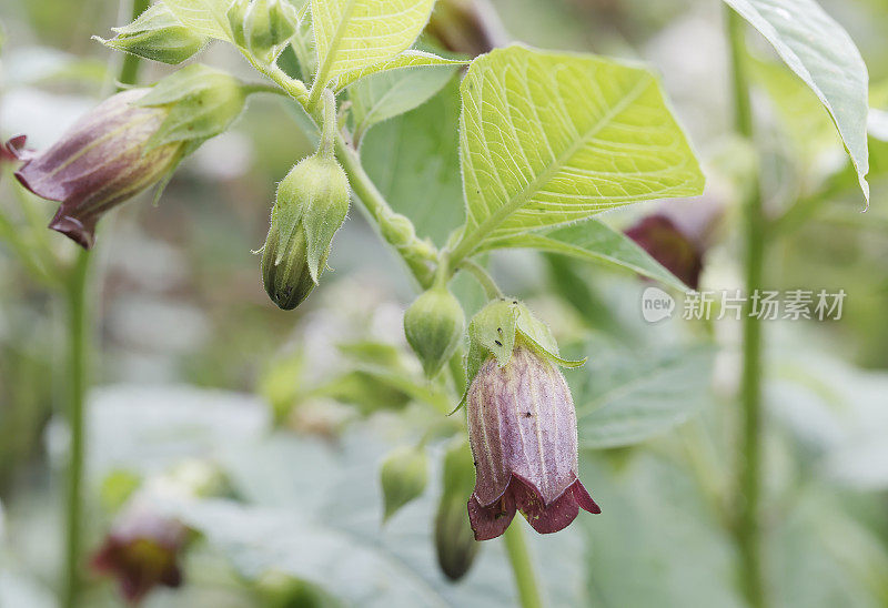 致命龙葵(Atropa bella-donna)